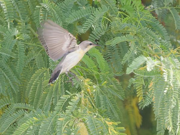 <h3>Cinnyris asiaticus / Purple sunbird / Purperhoningzuiger</h3>OM-1 Mark II with OLYMPUS M.150-400mm F4.5, 1/2000 sec at F4.5, ISO 2000, distance 20.7 m